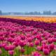 Гид по тюльпановым полям Нидерландов Голландские поля тюльпанов